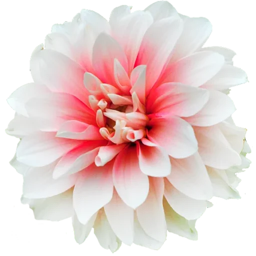 🌼 Стикер «Big Flowers» для Telegram