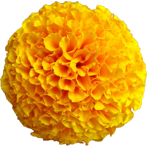 🌼 Стикер «Big Flowers» для Telegram