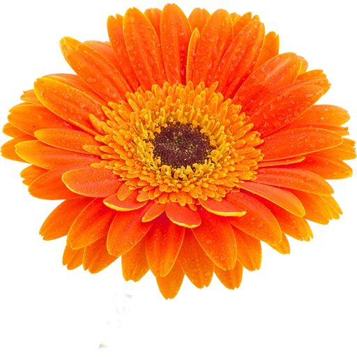 🌼 Стикер «Big Flowers» для Telegram