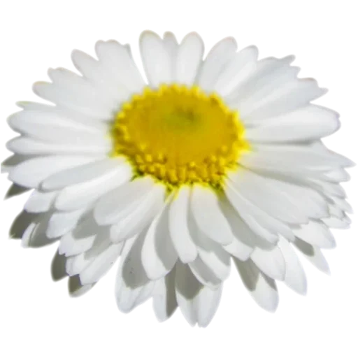 🌼 Стикер «Big Flowers» для Telegram