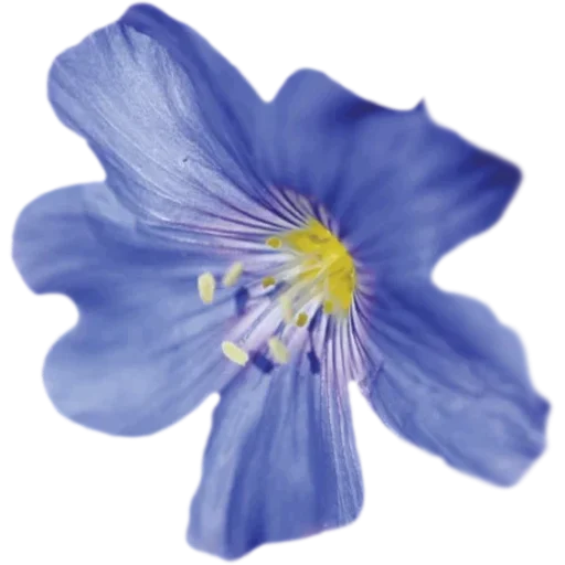 🌼 Стикер «Big Flowers» для Telegram