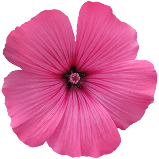 🌺 Стикер «Big Flowers» для Telegram