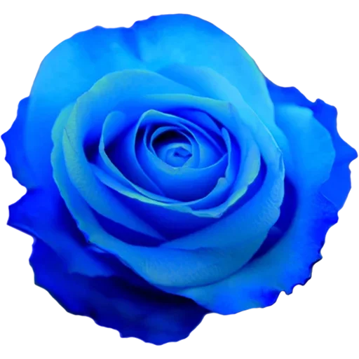 🌹 Стикер «Big Flowers» для Telegram