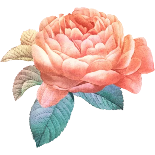 🌹 Стикер «Big Flowers» для Telegram