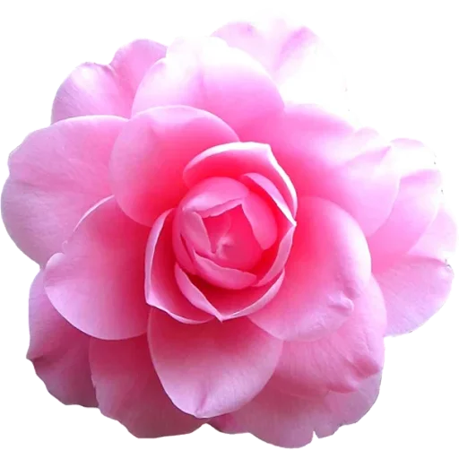 🌹 Стикер «Big Flowers» для Telegram