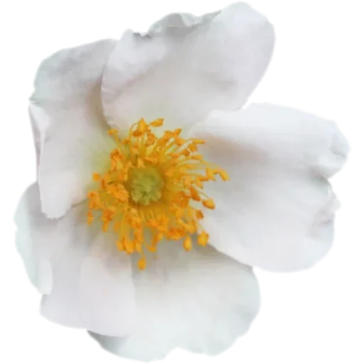 🌼 Стикер «Big Flowers» для Telegram