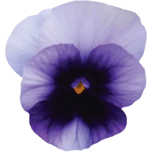 🌸 Стикер «Big Flowers» для Telegram