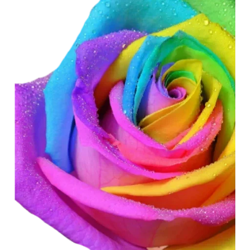 🌹 Стикер «Big Flowers» для Telegram