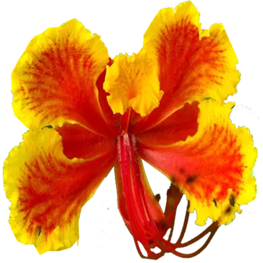 🌸 Стикер «Big Flowers» для Telegram