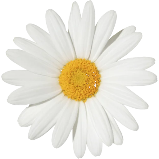 🌼 Стикер «Big Flowers» для Telegram