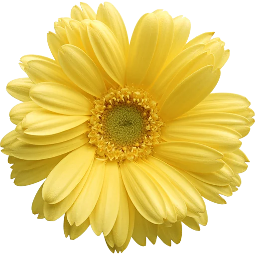 🌸 Стикер «Big Flowers» для Telegram