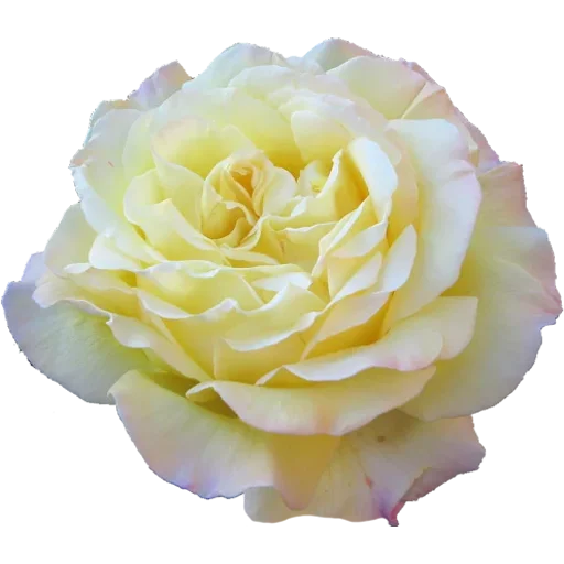🌹 Стикер «Big Flowers» для Telegram