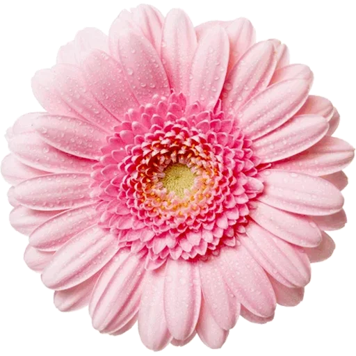🌸 Стикер «Big Flowers» для Telegram
