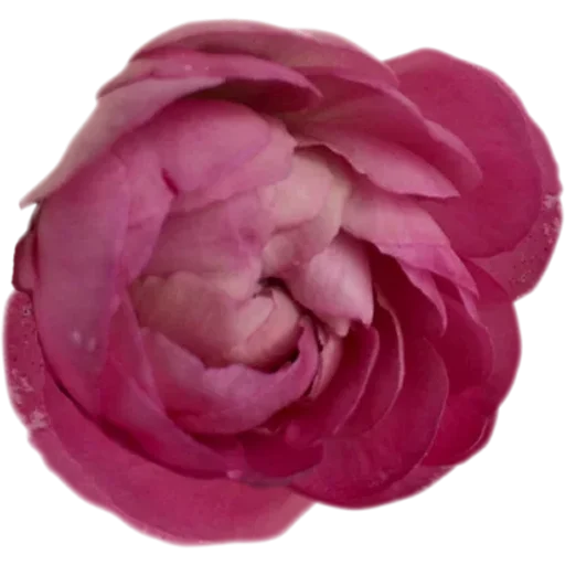 🌹 Стикер «Big Flowers» для Telegram