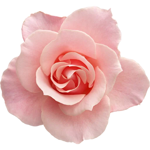 🌹 Стикер «Big Flowers» для Telegram