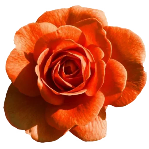 🌸 Стикер «Big Flowers» для Telegram