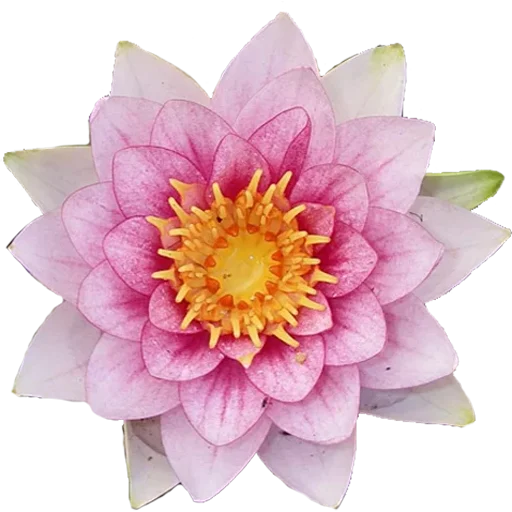 🌸 Стикер «Big Flowers» для Telegram