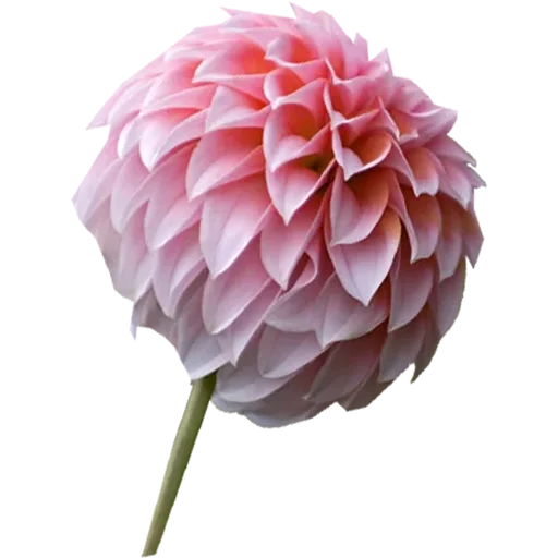 🌸 Стикер «Big Flowers» для Telegram