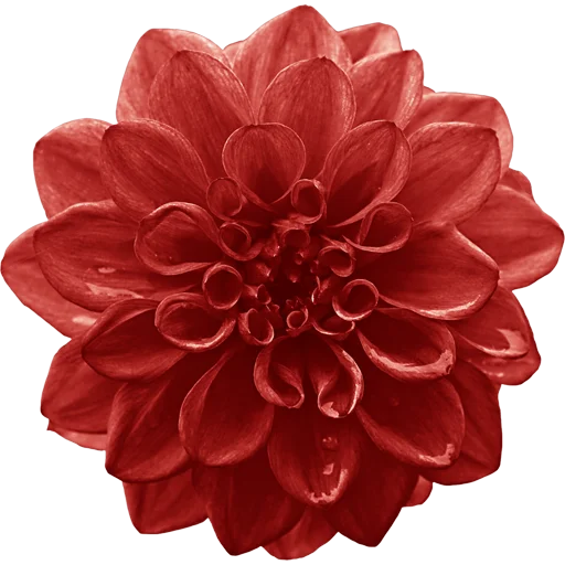 🌸 Стикер «Big Flowers» для Telegram