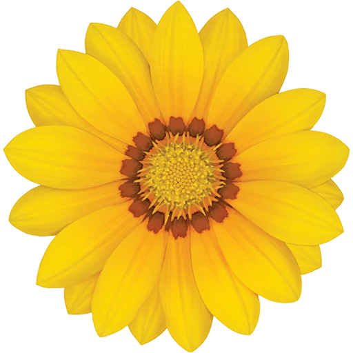 🌼 Стикер «Big Flowers» для Telegram