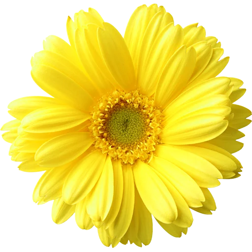 🌼 Стикер «Big Flowers» для Telegram