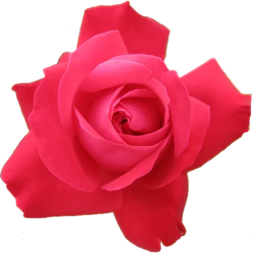 🌹 Стикер «Big Flowers» для Telegram