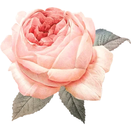 🌹 Стикер «Big Flowers» для Telegram