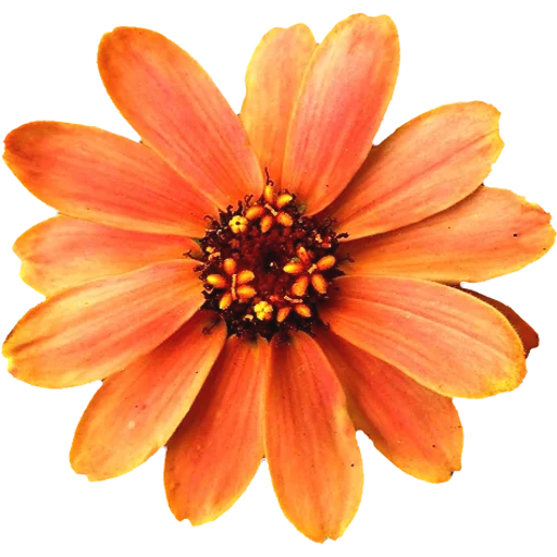 🌸 Стикер «Big Flowers» для Telegram