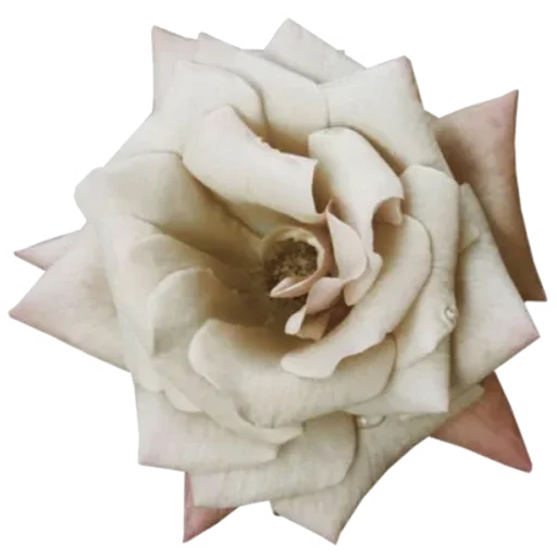 🌹 Стикер «Big Flowers» для Telegram