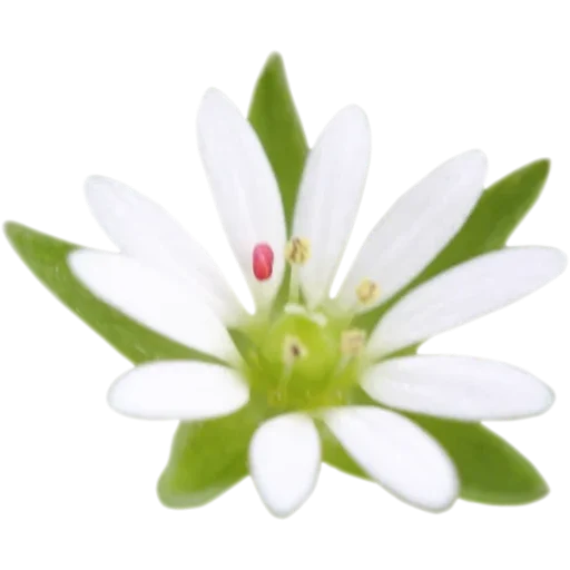 🌼 Стикер «Big Flowers» для Telegram