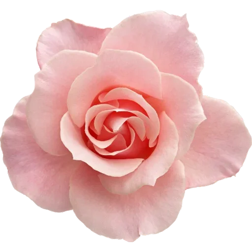 🌸 Стикер «Big Flowers» для Telegram