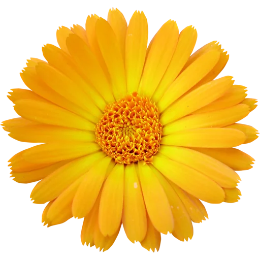 🌼 Стикер «Big Flowers» для Telegram