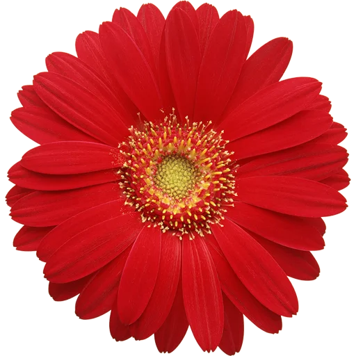 🌸 Стикер «Big Flowers» для Telegram