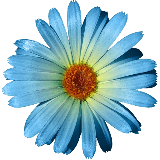 🌼 Стикер «Big Flowers» для Telegram
