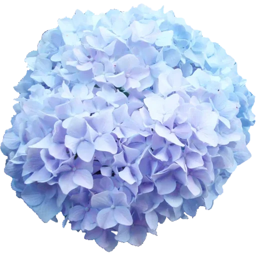 🌸 Стикер «Big Flowers» для Telegram