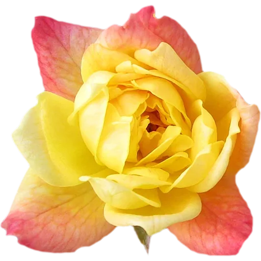 🌹 Стикер «Big Flowers» для Telegram