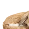 🐱 Эмодзи «красота в объеме» для Telegram