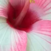 🌸 Эмодзи «Разделители» для Telegram