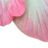 🌸 Эмодзи «Разделители» для Telegram