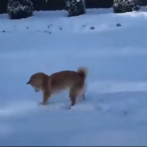 🤨 Стикер «Bigdogpack» для Telegram