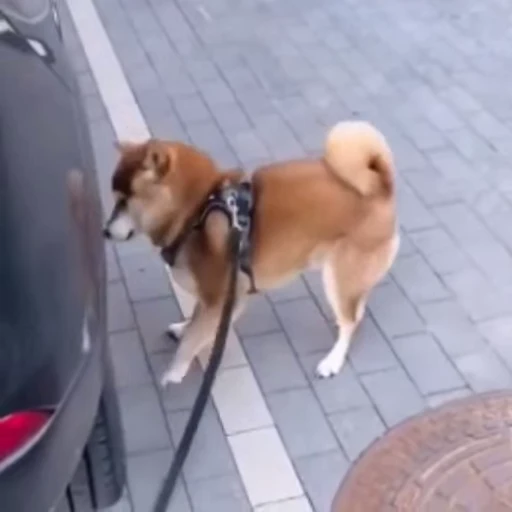 😫 Стикер «Bigdogpack» для Telegram