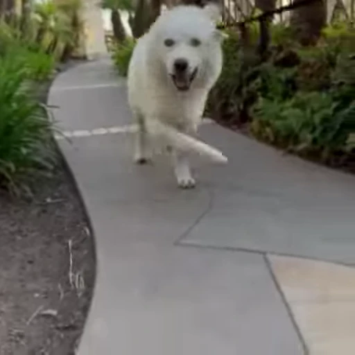 😛 Стикер «Bigdogpack» для Telegram
