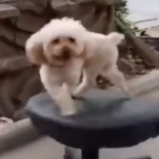 🤪 Стикер «Bigdogpack» для Telegram