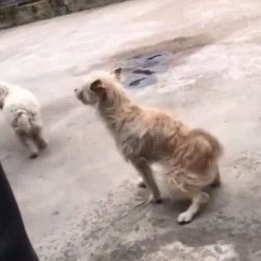 🥳 Стикер «Bigdogpack» для Telegram
