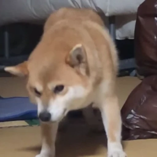 😜 Стикер «Bigdogpack» для Telegram