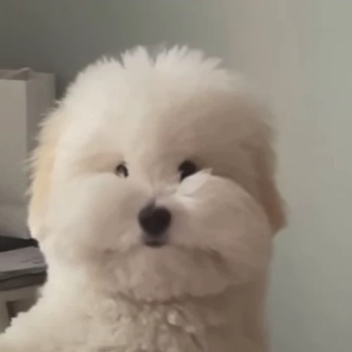 😳 Стикер «Bigdogpack» для Telegram