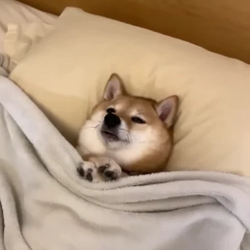 🥺 Стикер «Bigdogpack» для Telegram