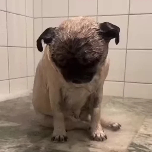 🥺 Стикер «Bigdogpack» для Telegram