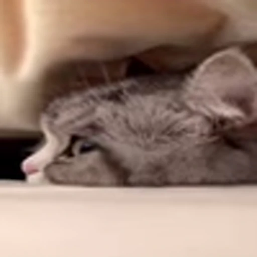 🥺 Эмодзи «big eyes» для Telegram