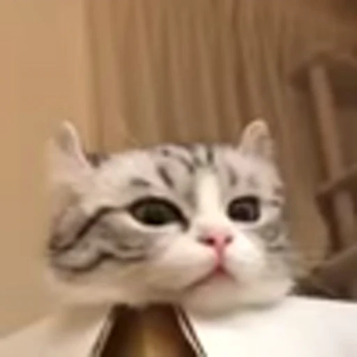 🥺 Эмодзи «big eyes» для Telegram